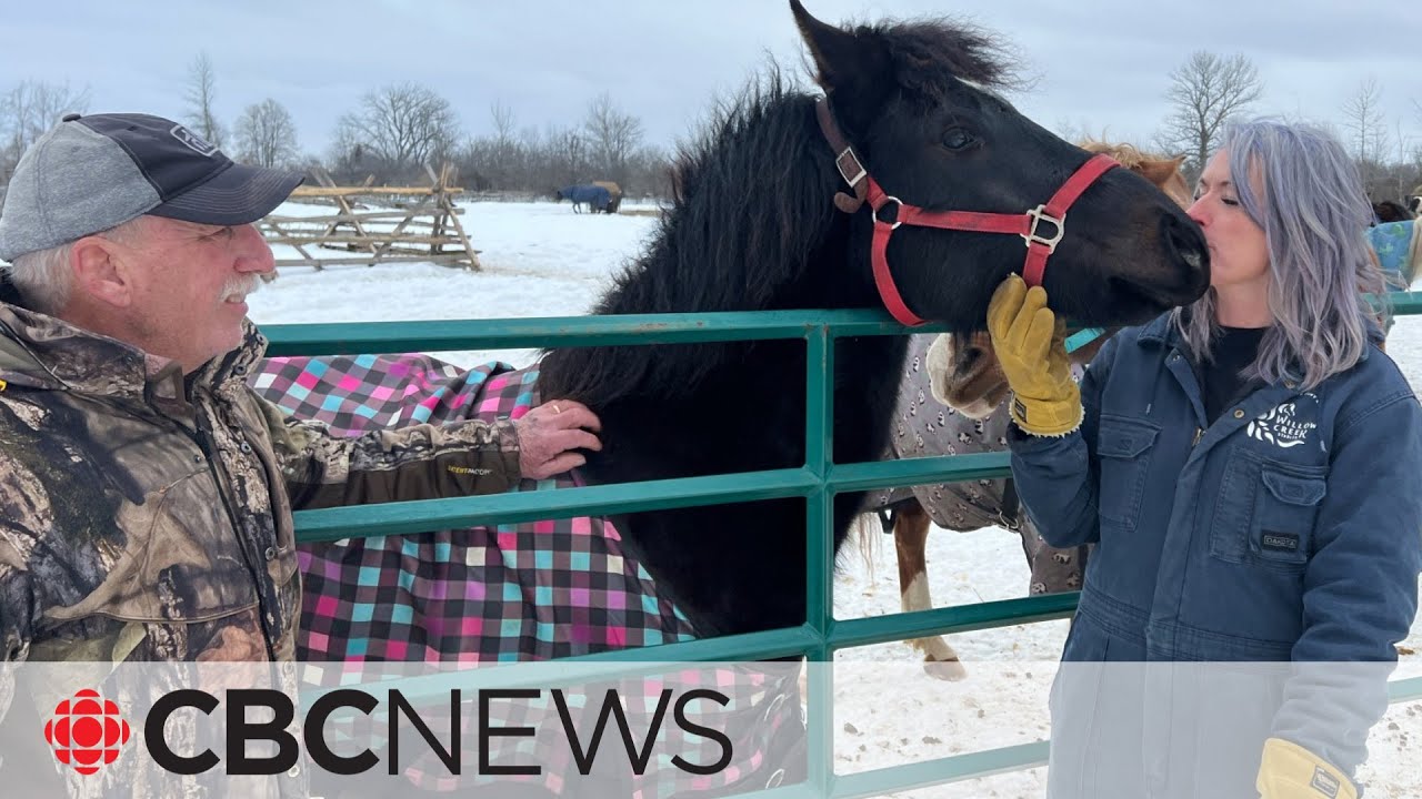 How Newfoundland ponies brought these lovebirds together