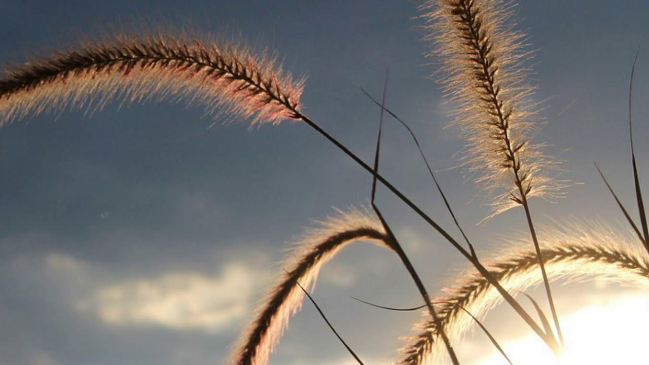 USVAISEEN HARSOONSA VERHOUTUU MAA