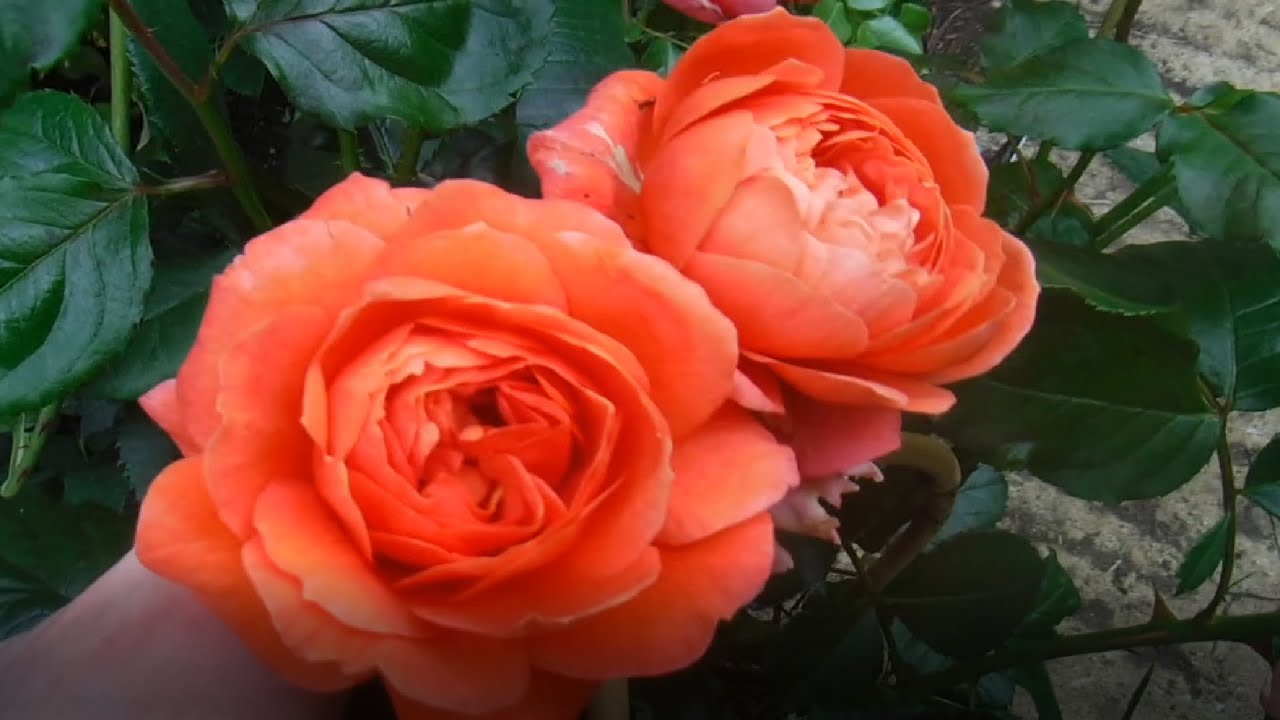 Rose Garden Tour - Coming Up Roses