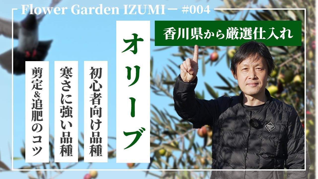園芸店が教える！オリーブの品種や栽培ポイントを解説！オリーブの組み合わせや剪定のコツまでご紹介！#園芸 #ハイポネックス