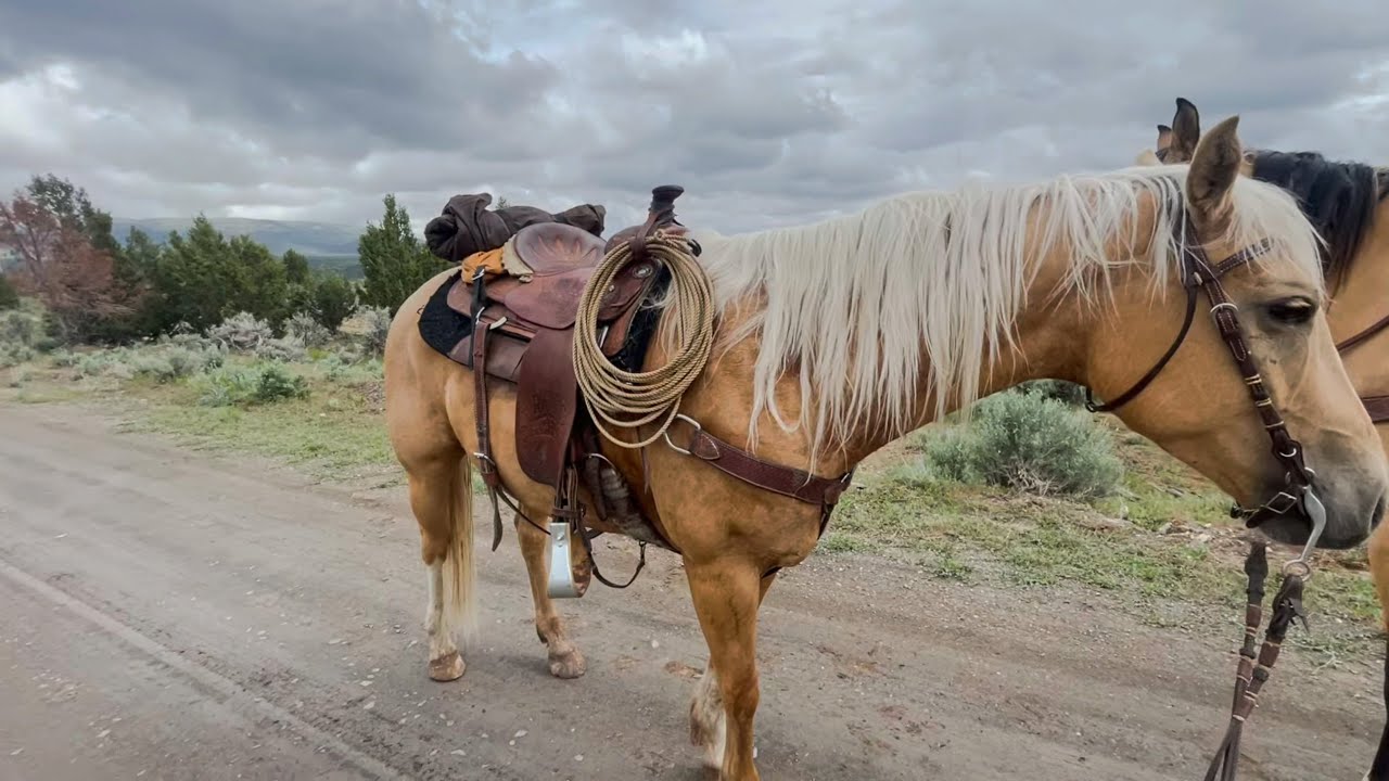 Doctoring Calves with Lightning Springs Ranch
