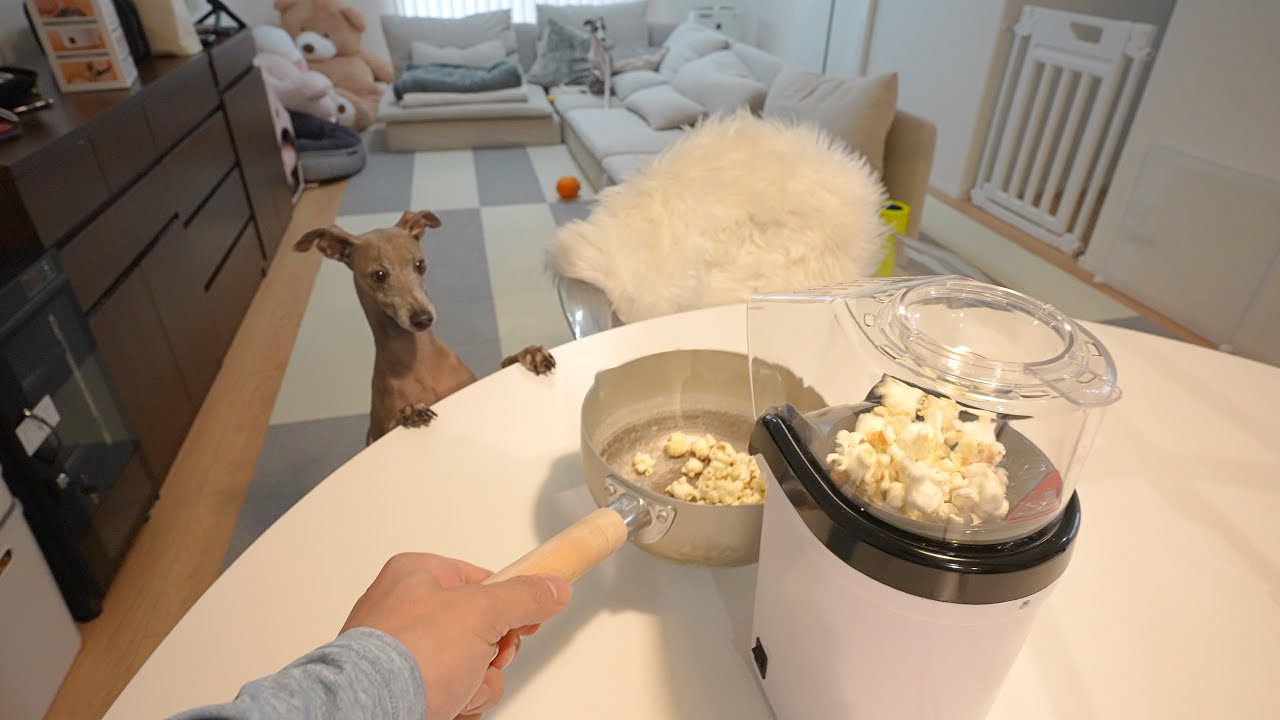 ポップコーンから目が離せない愛犬が可愛過ぎたwww