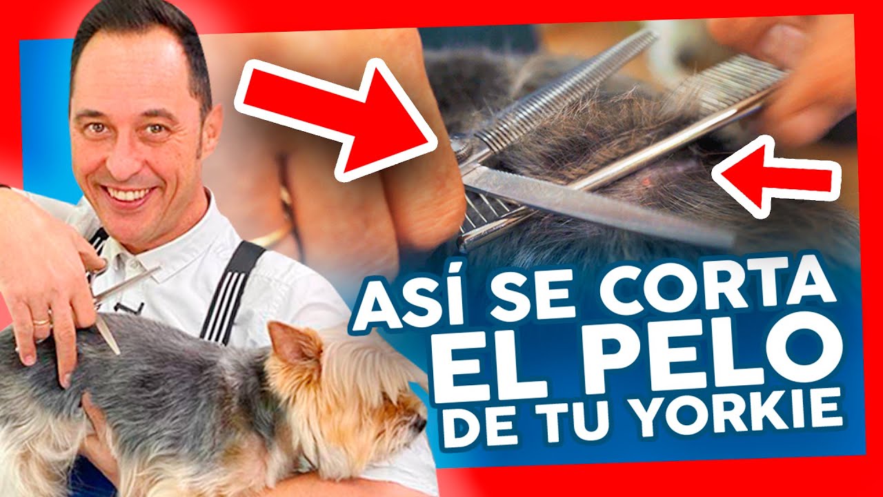 ¡NO LO RAPES! ⛔ Cómo CORTAR el PELO a un perro YORKSHIRE TERRIER con TIJERA en casa