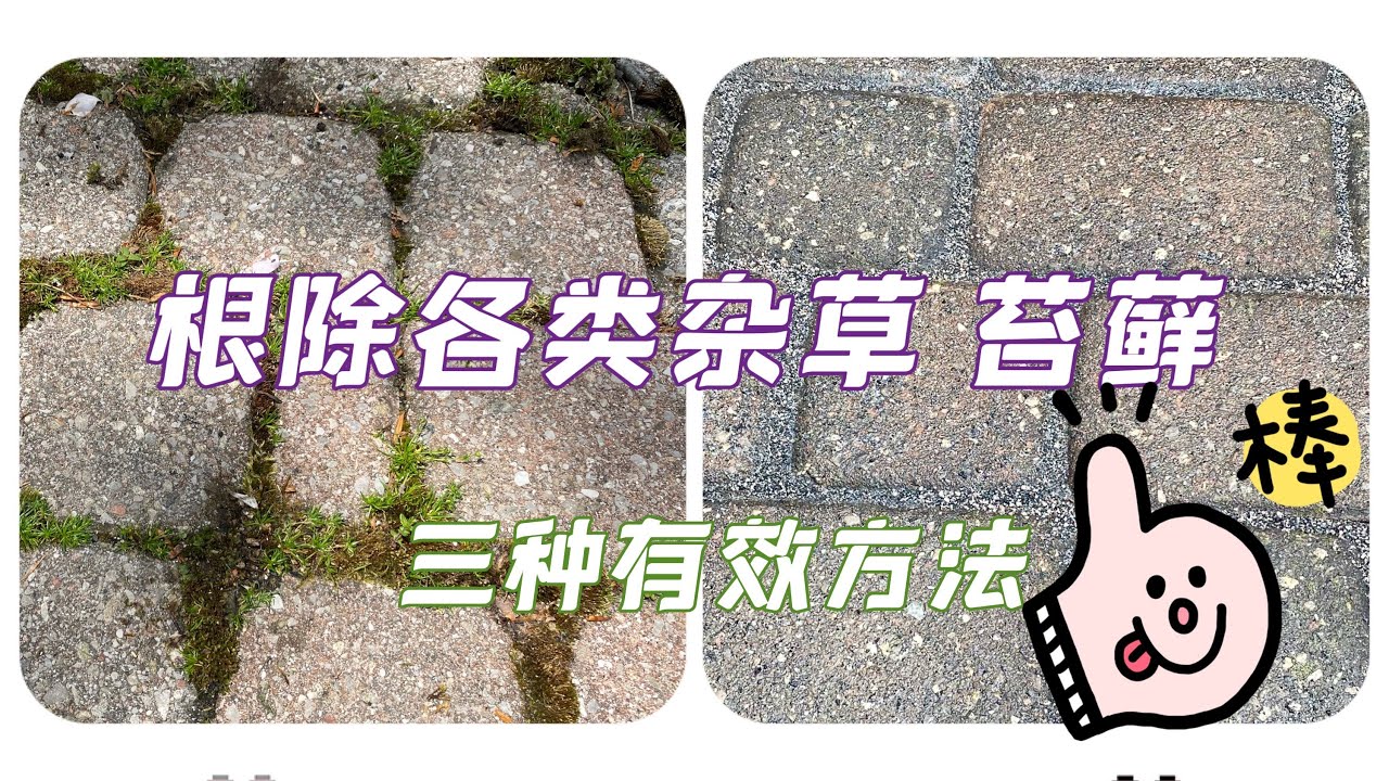 How to completely eradicate all kinds of weeds and mosses (100% effectiveness) 彻底根除各类杂草 苔藓