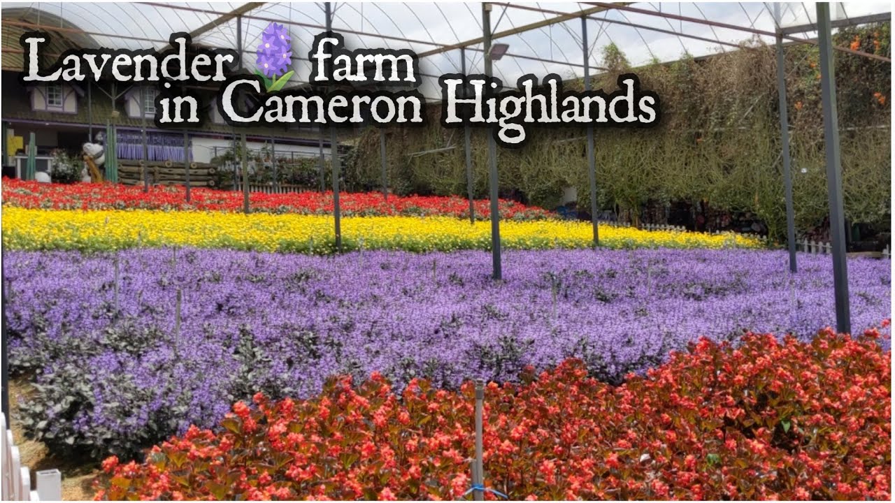 LAVENDER GARDEN IN CAMERON HIGHLAND 2023 4K@rrchannel6665