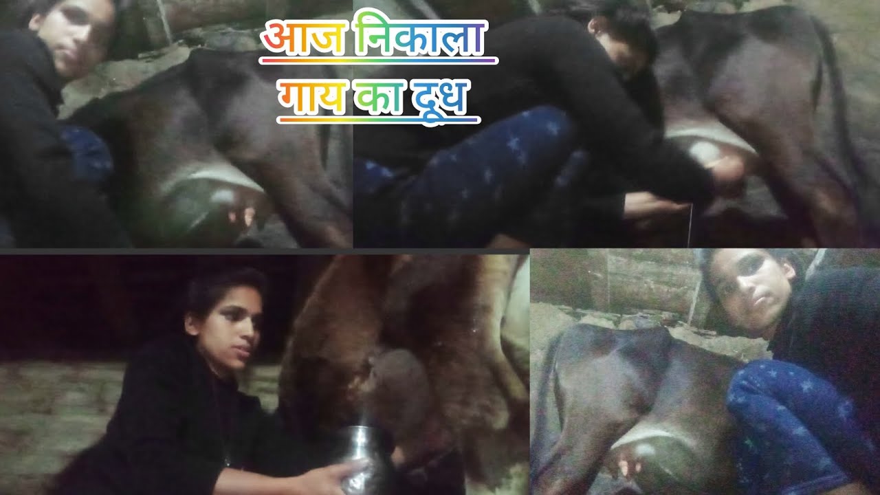 आज निकाला गाय का दूध 🐄🥛 anjalifamilyvlogs #phadilifestyle #pahadivlog 