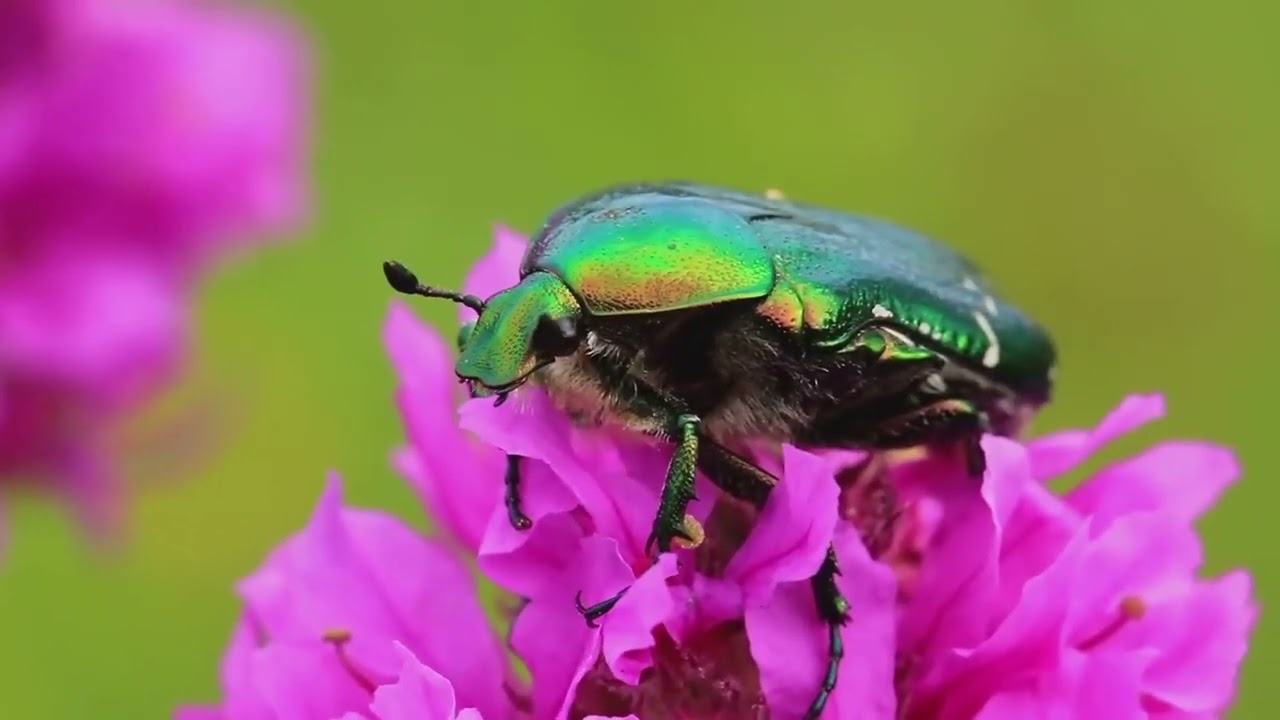 The Dazzling Jewel Beetle