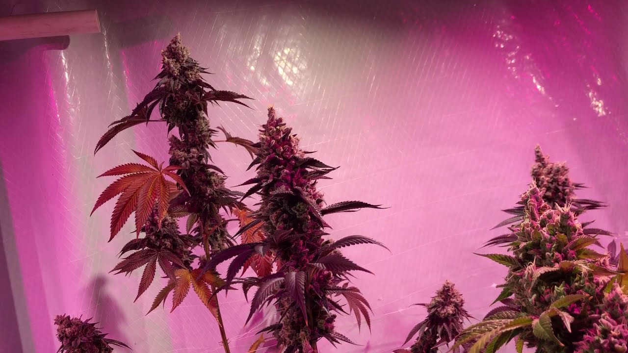 Donny Burger #5 🍔🔥 | Original Pheno Hunt Selection
