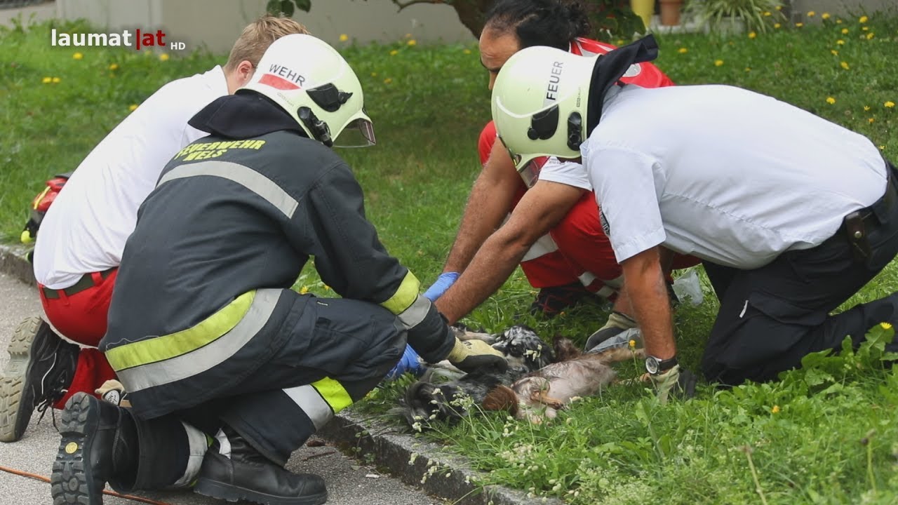 Drei Hunde bei Küchenbrand in Wels-Lichtenegg durch Feuerwehr und Sanitäter gerettet
