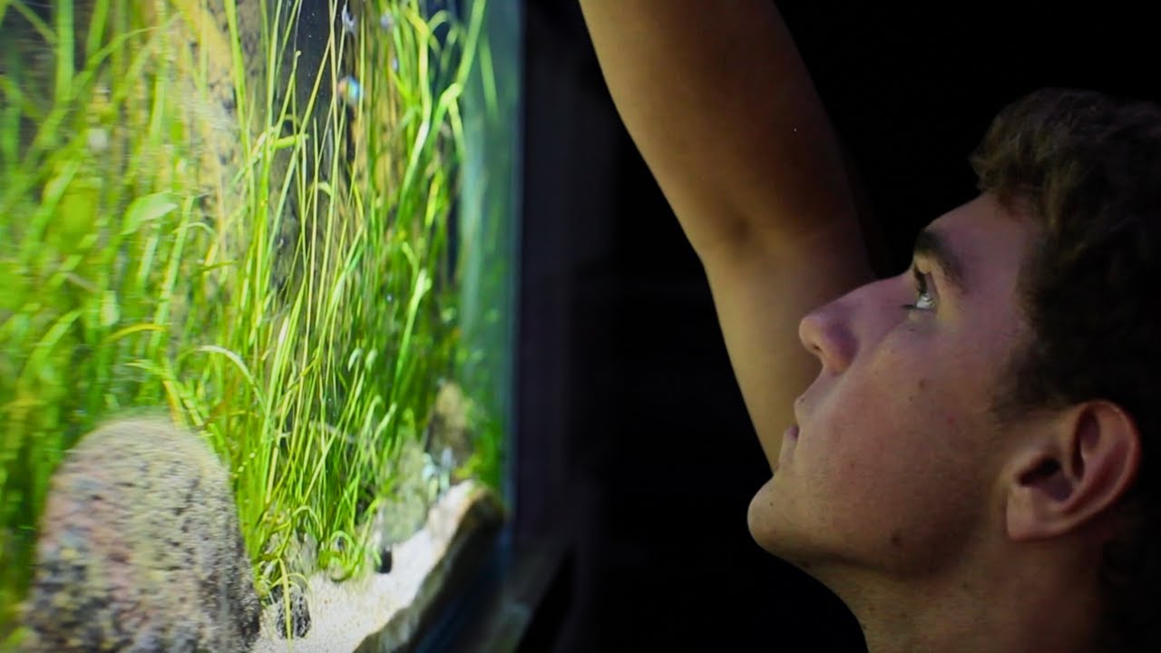 A Day in My Fish Room - Vlog: 1