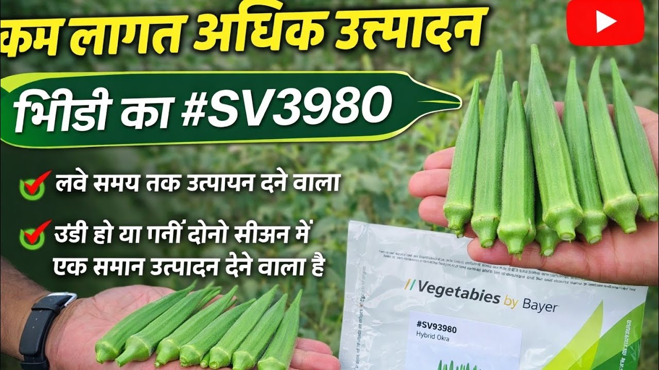 Okra Part-2 सभी सीजन में ए भिंडी लगा सकते हैं