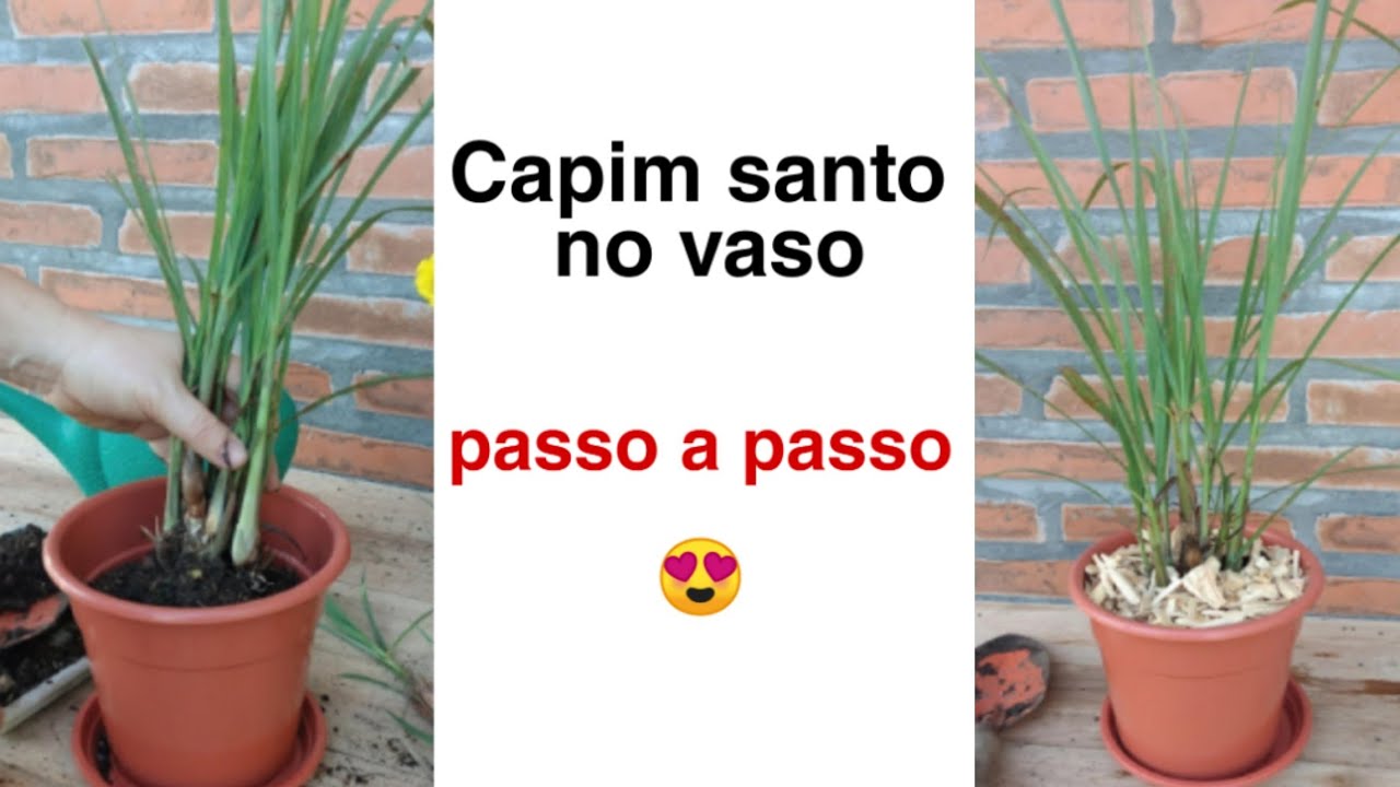 Poderosa erva medicinal (capim santo) Como plantar em vasos?