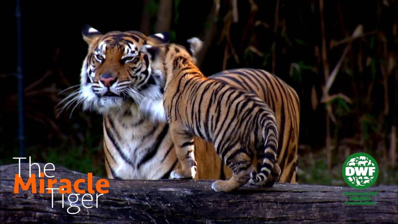 Tiger cub meets Dreamworld's adult Tigers - The Miracle Tiger
