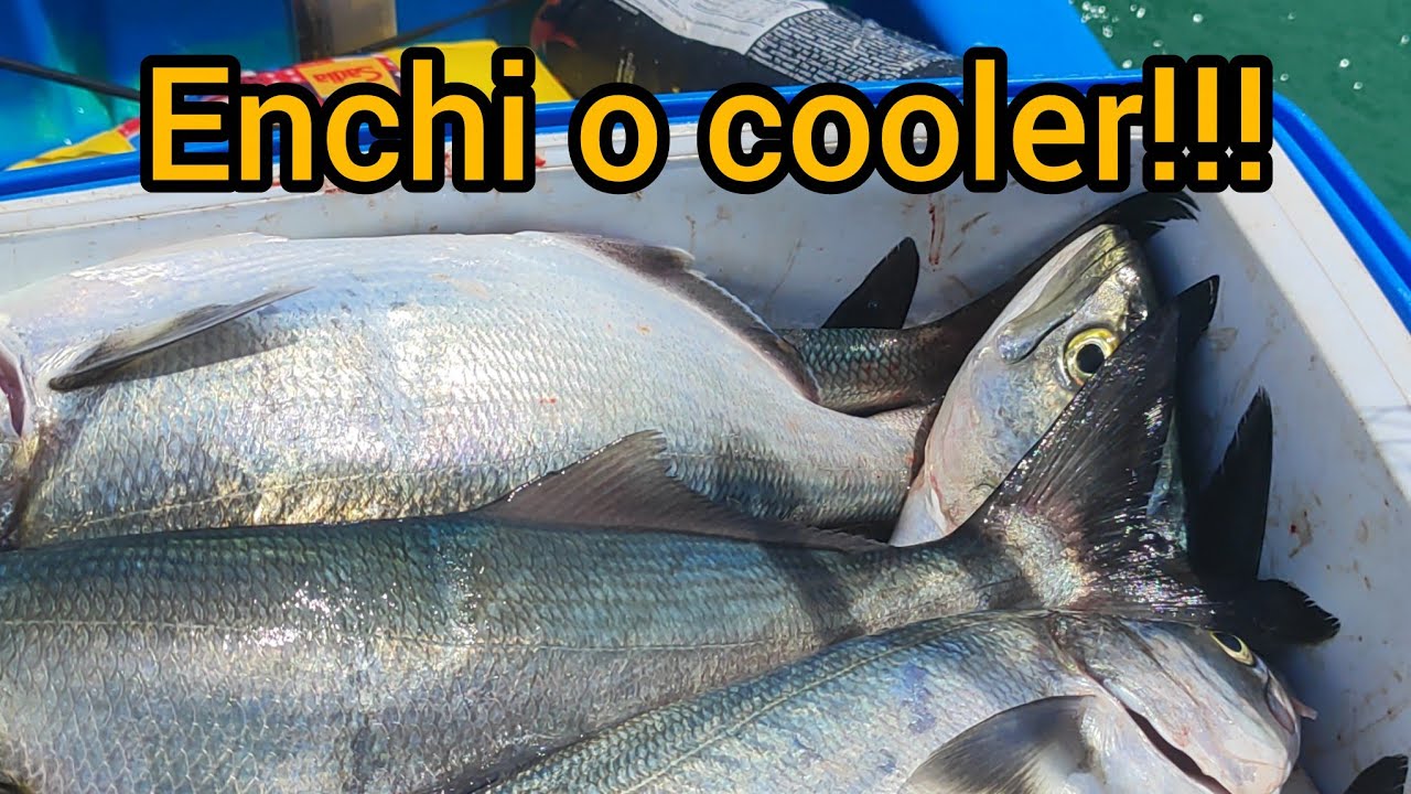 Pescaria de anchovas na ilha feia buzios, achamos o cardume gigante delas!#fishing #caiaque #pesca