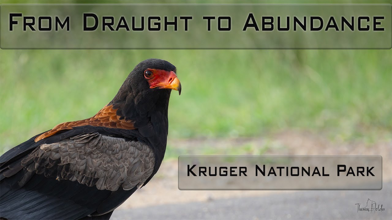 Kruger's Miracle: From Drought to Deluge in 10 Days (3)