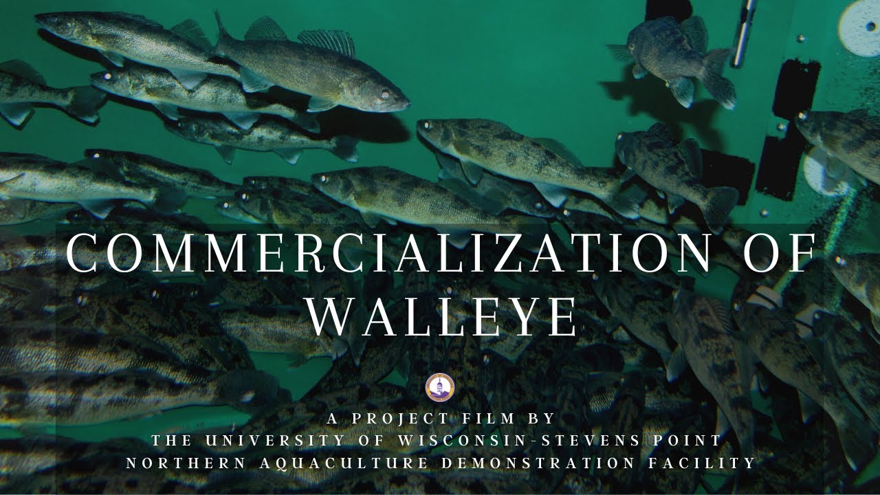 Commercialization of Walleye - Out of Season Spawning
