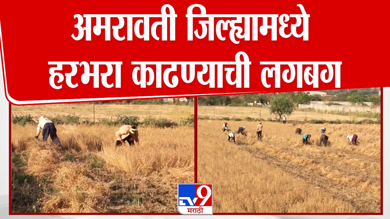 Amravati  जिल्ह्यामध्ये हरभरा काढण्याची लगबग, जिल्ह्यात मोठ्या प्रमाणावर हरभऱ्याची पेरणी