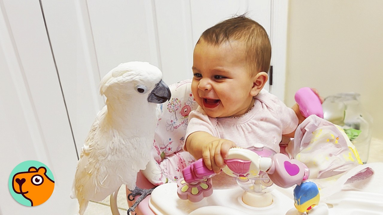 Shy Parrot Falls In Love With Baby At First Sight | Cuddle Buddies