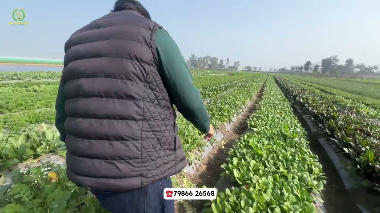 🌱High-tech vegetable farming with mulching film revolutionizes Punjab Agriculture