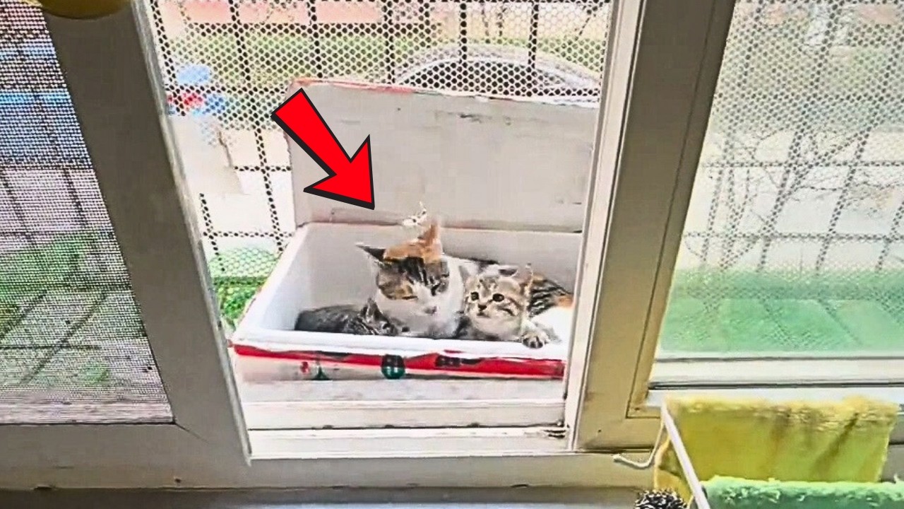 Проснулся в шоке! Бездомная кошка, которую я подкармливал, пришла сегодня с котятами к моему окну.