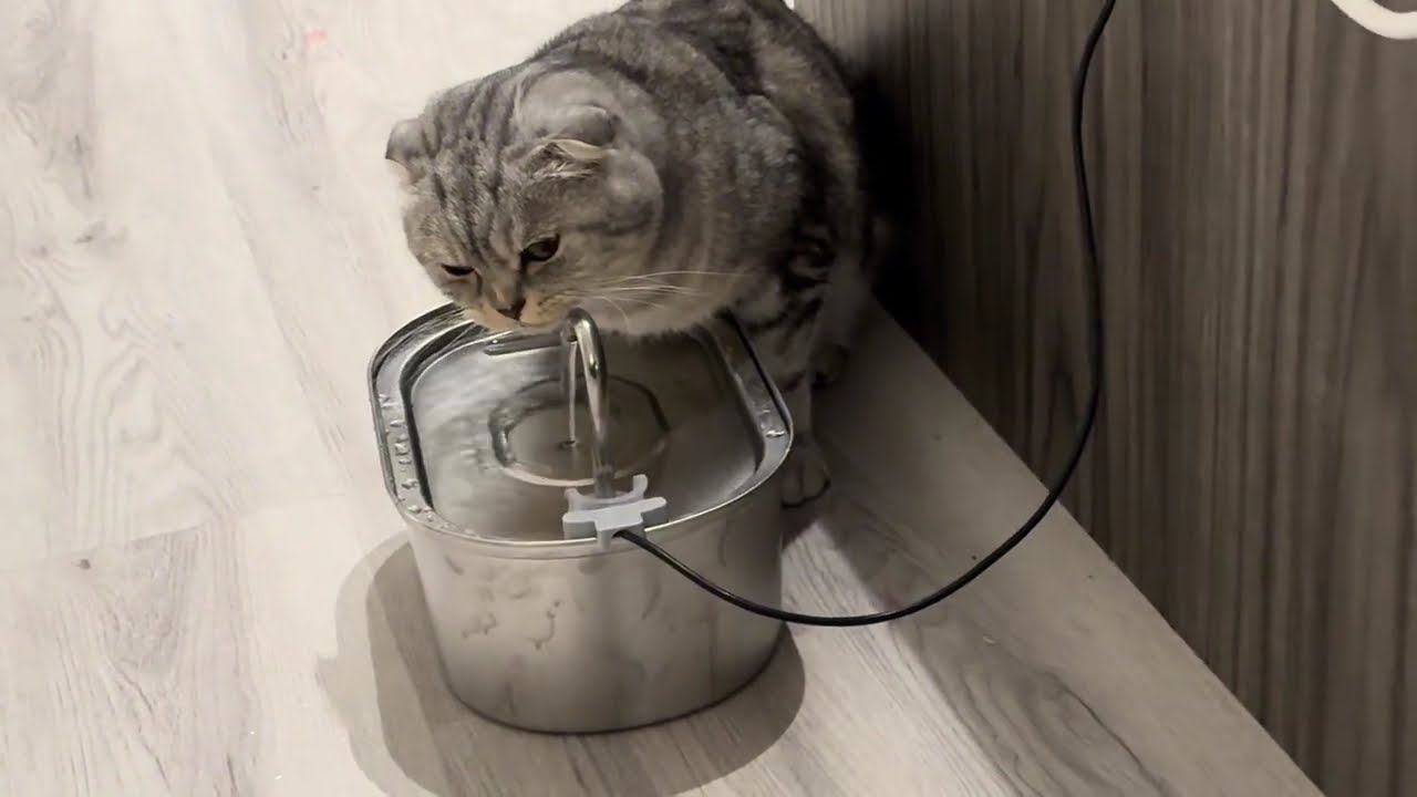 Khaky drinking from his water fountain.🐱🐱