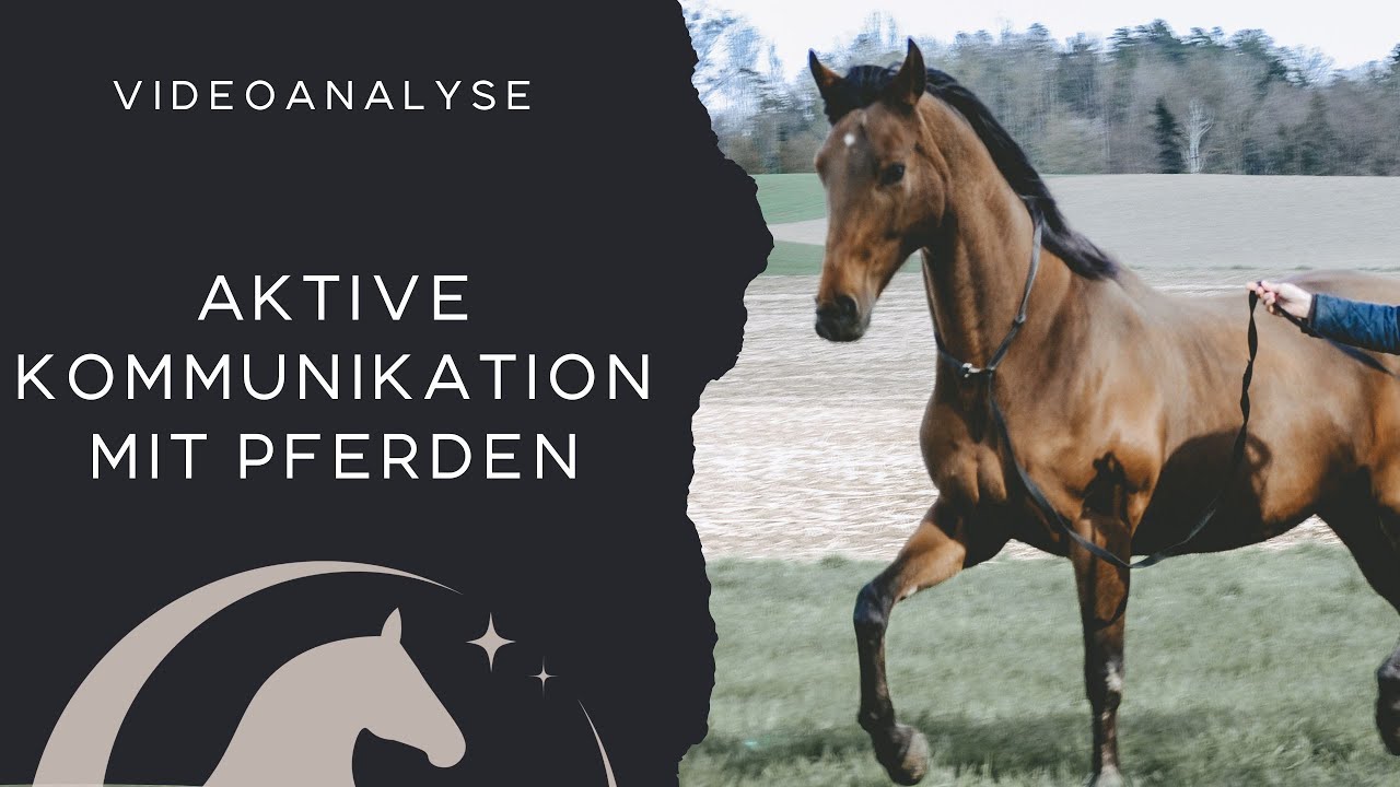 Pferde verstehen - Kommunikation passiert immer! Einblick in eine kleine Videoanalyse
