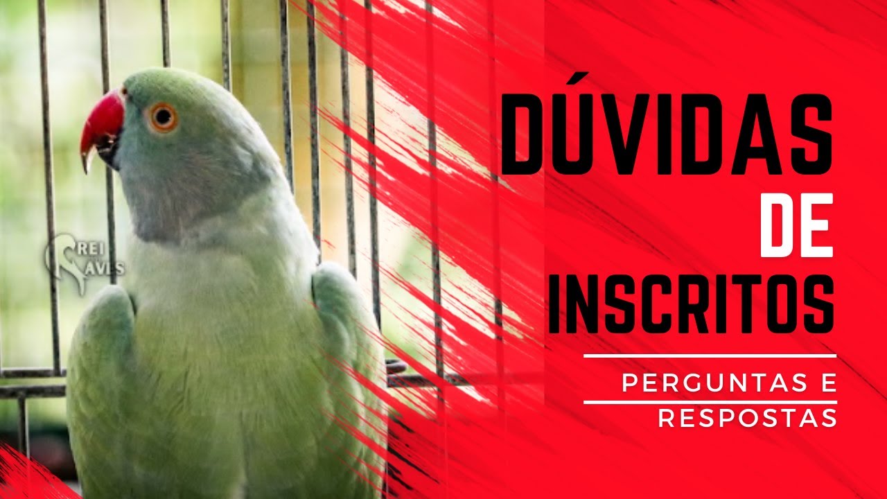 PERGUNTAS E RESPOSTAS COM O REI DAS AVES (Parte 1)