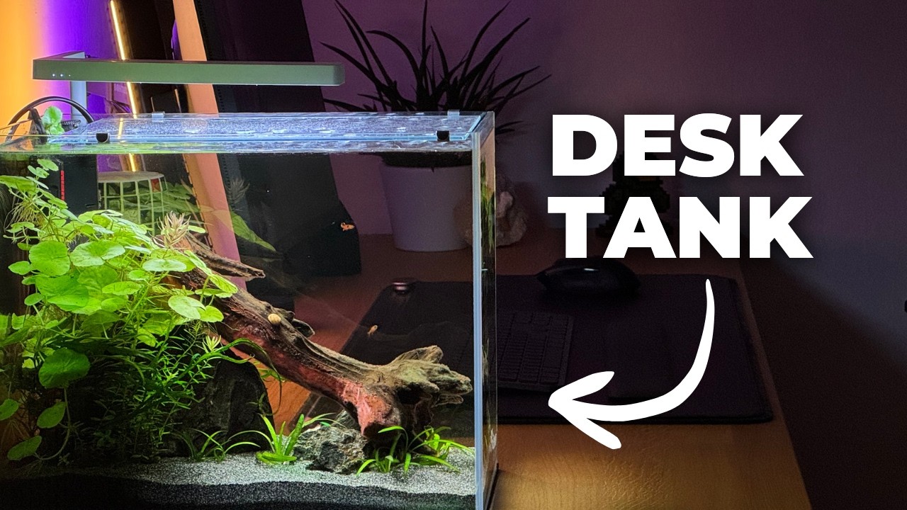 A Nano Tank on My Desk | Simple Aquarium Setup