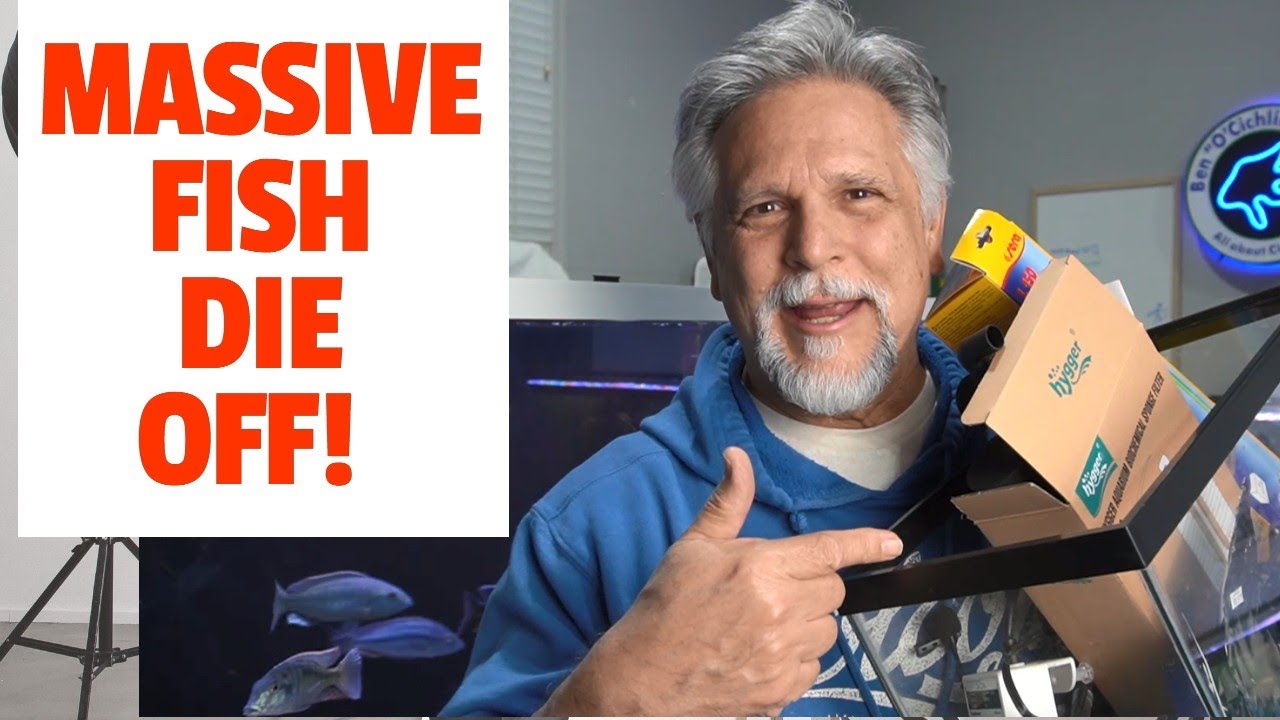 5 THINGS to STOP a *MASSIVE FISH DIE OFF*