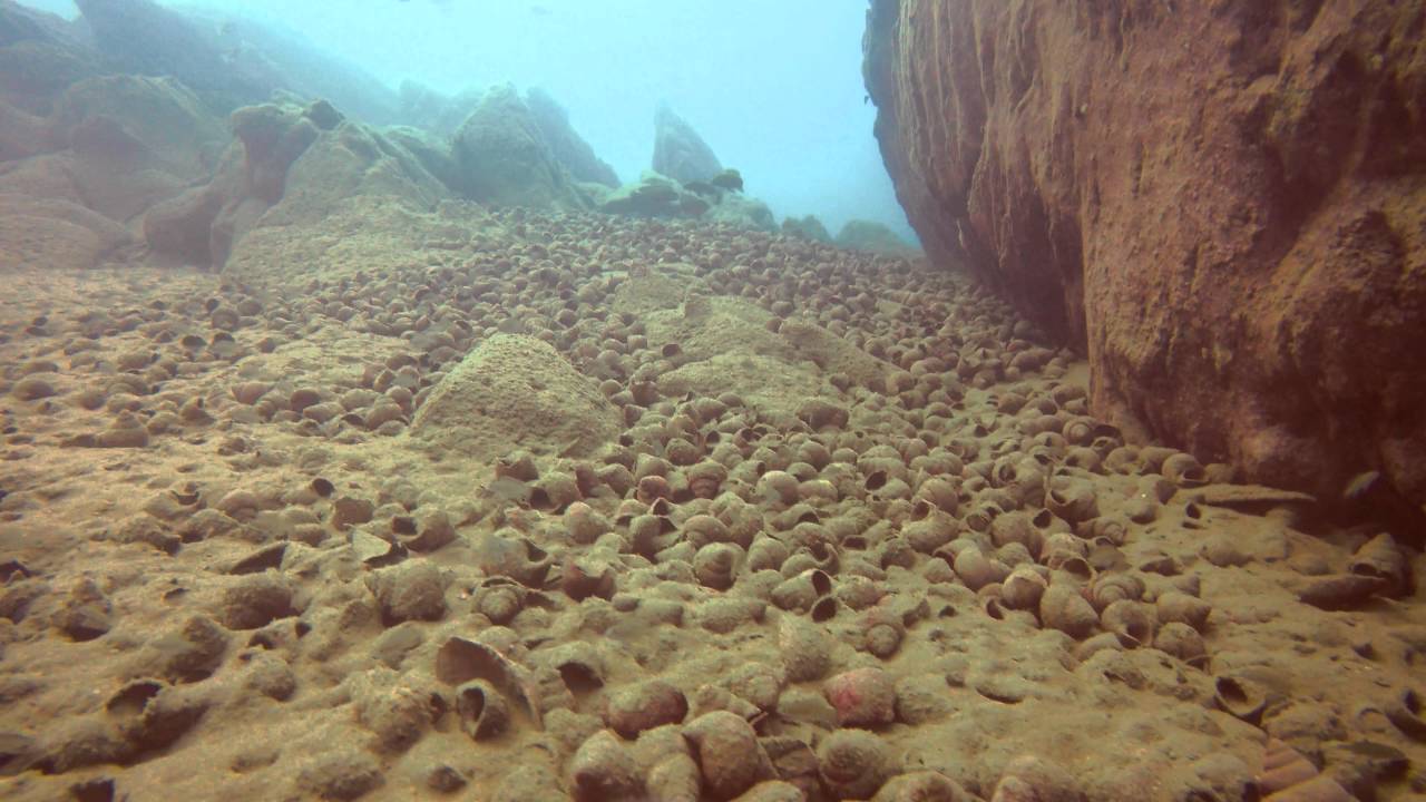 Kabogo:  similis callipterus