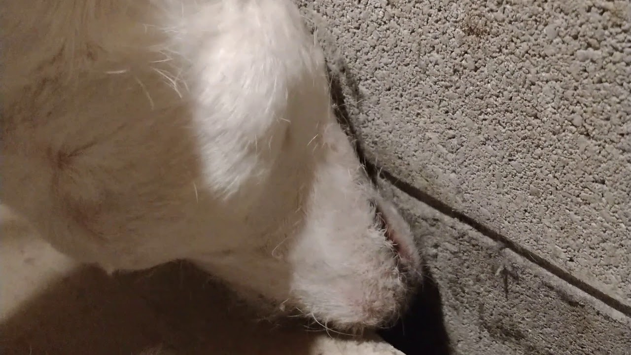 What are you doing, crazy dog?
