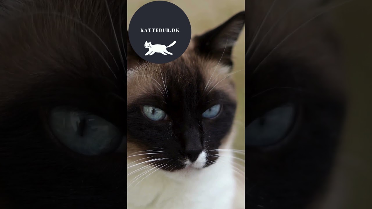 kattebur uge 31 2024 Video Full HD 1080x1920 px
