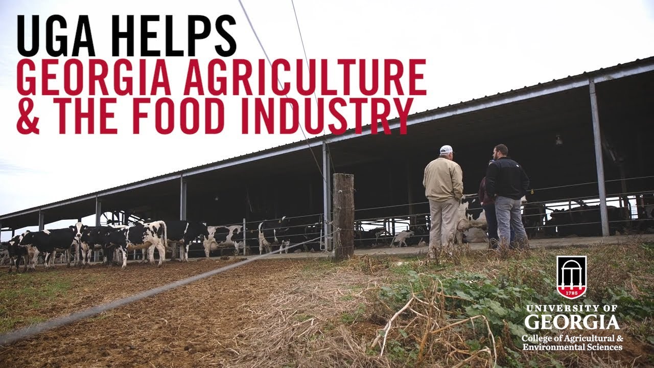 How UGA Helps the Georgia Agriculture and Food Industry Thrive