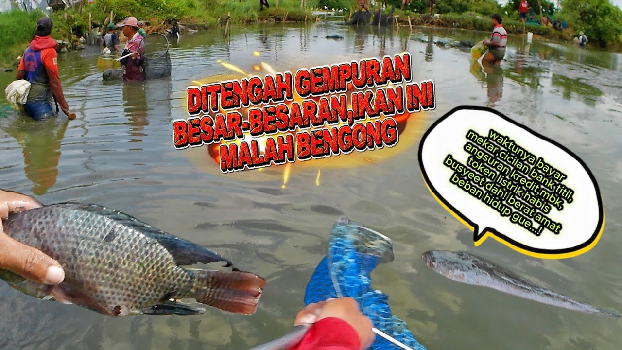 AKIBAT TERLALU BANYAK PIKIRAN! Ikan Jumbo Pasrah Pas Mau Diserok, Kok Bisa?!