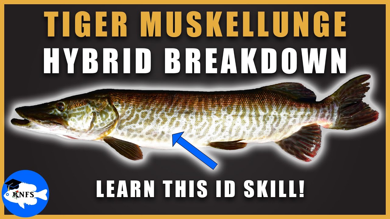 TIGER MUSKY IDENTIFICATION – STEP-BY-STEP with Koaw