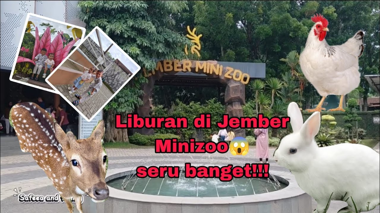 JALAN - JALAN KE JEMBER MINIZOO WITH SAFEEA🐈