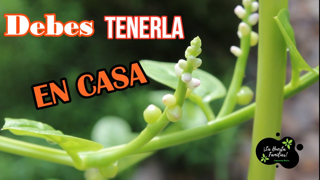 Tienes Esta PLANTA TIENES un TESORO!! FACIL de cultivar,  con muchos USOS Y beneficios en tu casa.