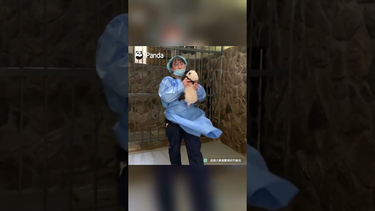 Panda Nanny Uses A Trick To Take Panda Baby Away For Physical Exam | iPanda #shorts