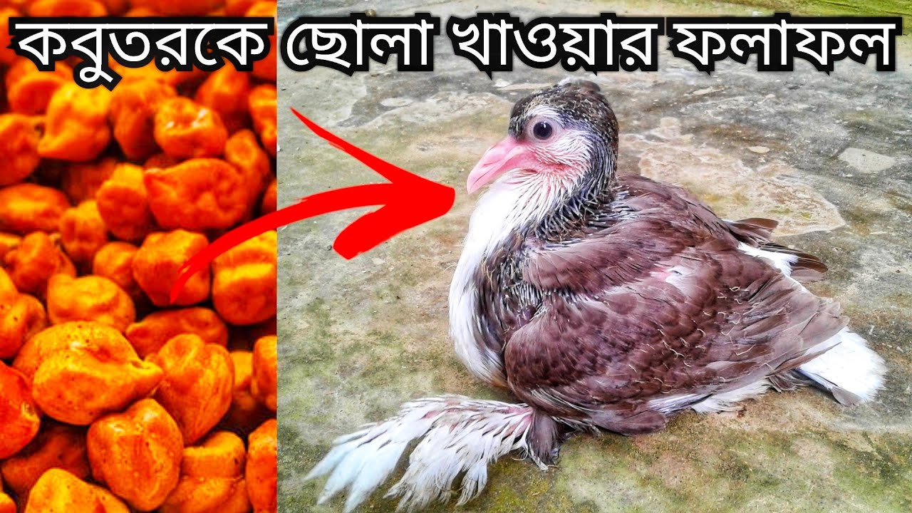 কবুতরকে ছোলা বুট খাওয়ালে যা হয় বিস্তারিত ভিডিও || What Happens When A Pigeon Is Fed Chickpea Boots
