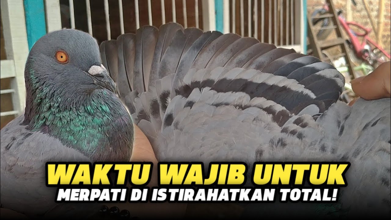 WAKTU YANG WAJIB UNTUK MERPATI DI ISTIRAHATKAN‼️
