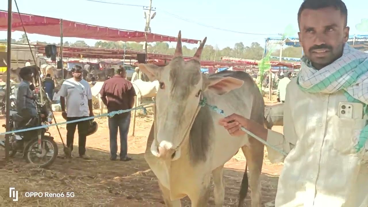 Hallikar breed studbulls sale in siddhaganga cattle fair tumkur 