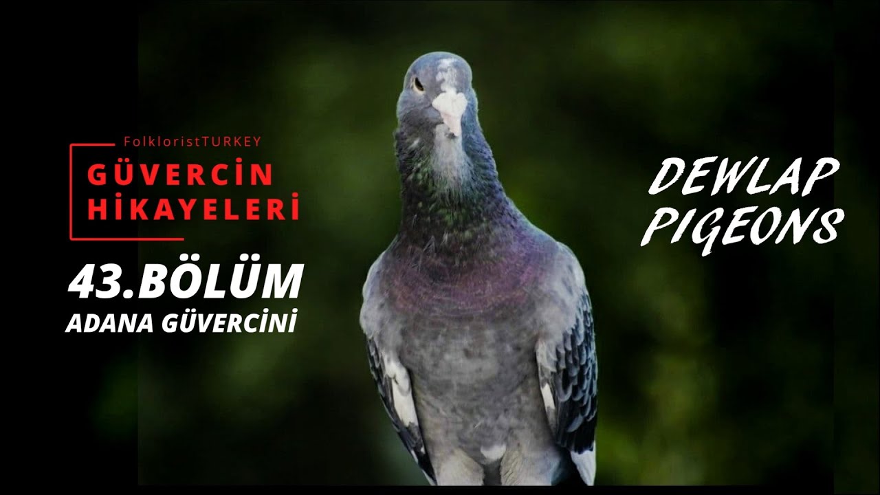 Güvercin Hikayeleri 43. BÖLÜM | Adana Güvercini Belgesel Dizisi | Kadirli | Pigeon