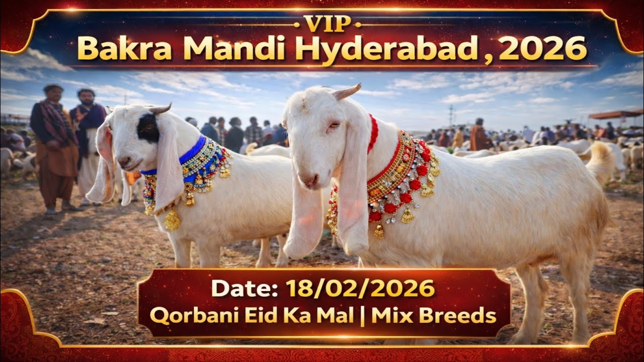 Bakra Mandi Hyderabad 2026 | VIP Qurbani Bakray | Mix Breeds | Eid ul Adha Special
