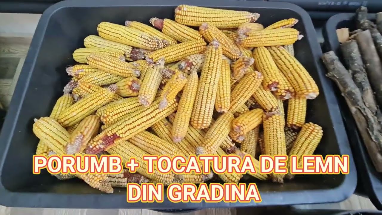 Functionare cu porumb + tocatura de lemn de la gradina - Centrala Stropuva S40 Universal