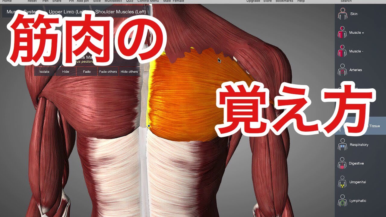 解剖学の超基本：筋肉の名前の覚え方