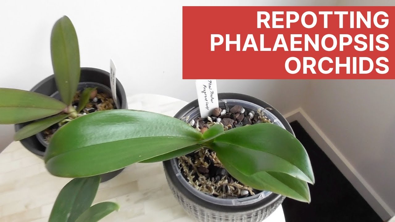 Repotting Phalaenopsis Orchids