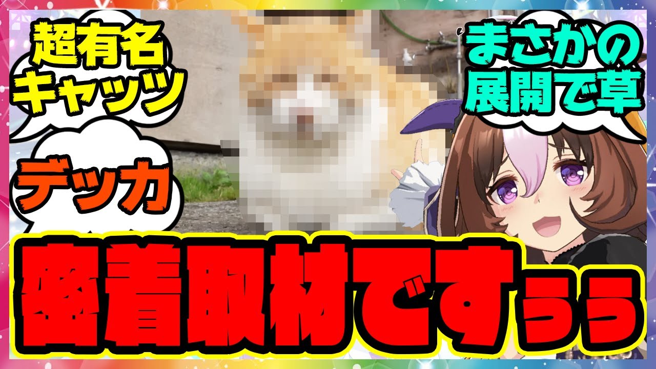 『SNSで大ブレイク中のあの牧場猫、ついに密着取材される』に対するみんなの反応集 まとめ ウマ娘プリティーダービー レイミン メイショウドトウ メトさん