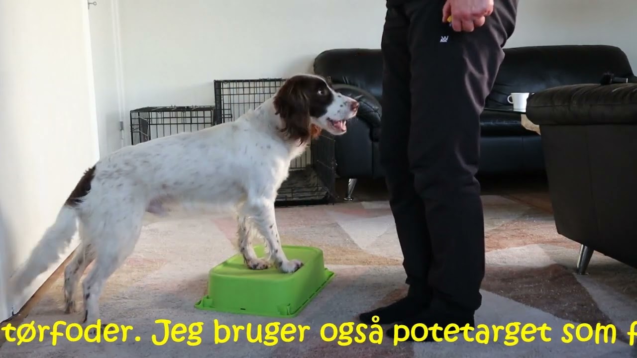 13 uger siden Milo flyttede ind!