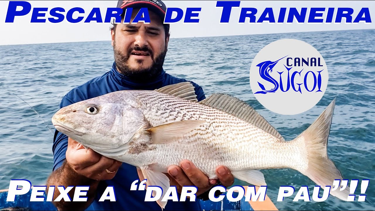 Pescaria de traineira. Peixe a dar com pau!