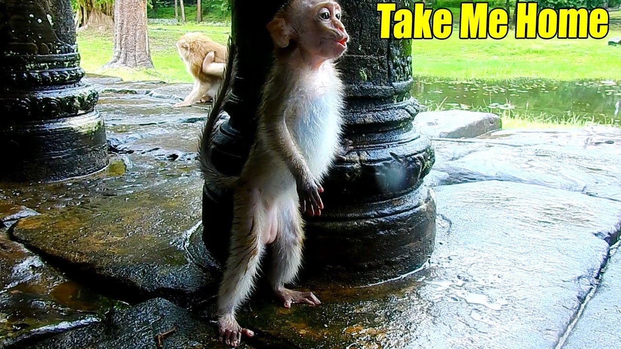 Breaking Heart! New Baby Abandoned Monkey Stood So Straight And Cried For Her Owner.